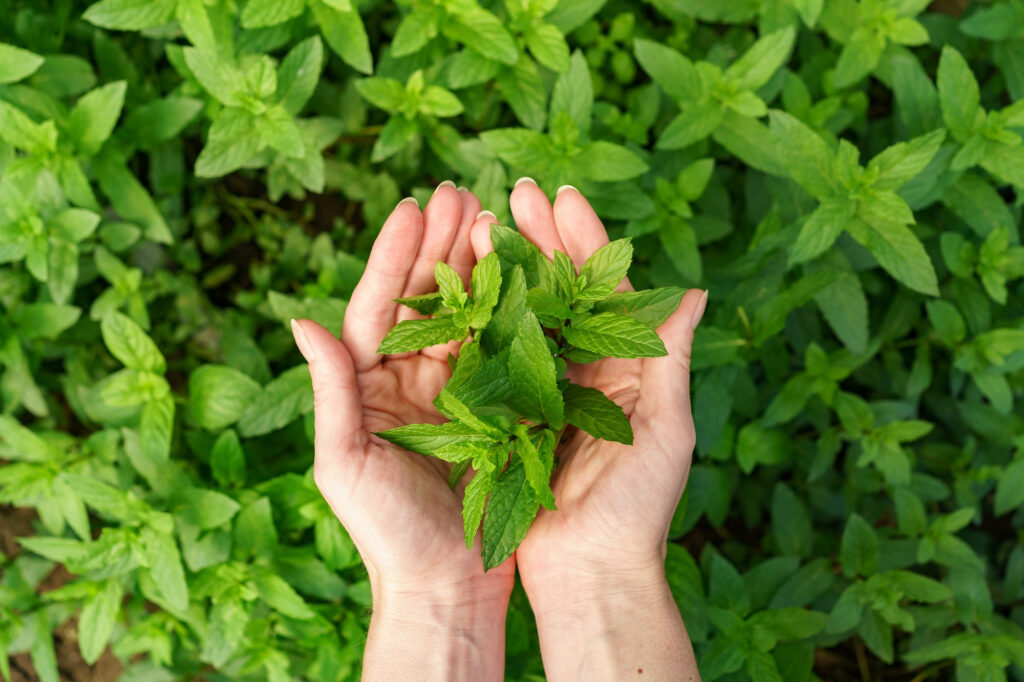 herbs for Hand growth